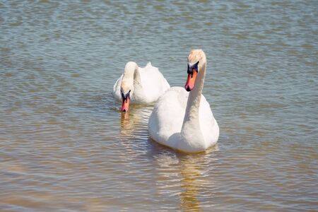White swans on the water surface of lake Sasyk-Sivash in Yevpatoria. Attraction and beauty of nature of the Crimea.の写真素材