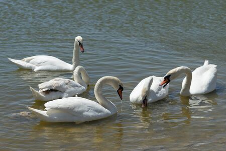 White swans on the water surface of lake Sasyk-Sivash in Yevpatoria. Attraction and beauty of nature of the Crimea.の写真素材