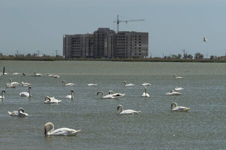 White swans on the water surface of lake Sasyk-Sivash in Yevpatoria. Attraction and beauty of nature of the Crimea.の写真素材