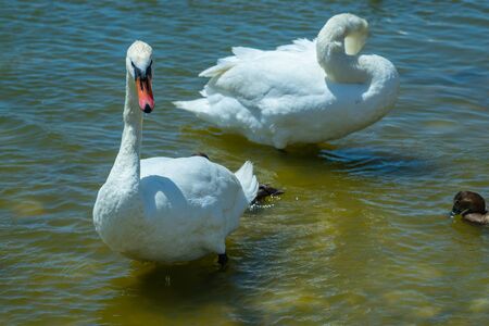 White swans on the water surface of lake Sasyk-Sivash in Yevpatoria. Attraction and beauty of nature of the Crimea.の写真素材