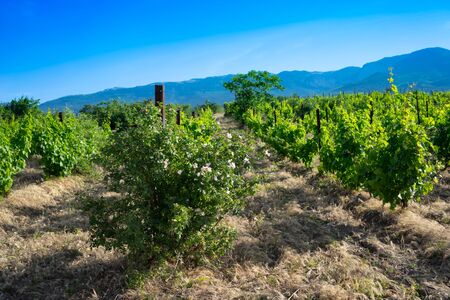 The natural landscape of the Crimean vineyards.の写真素材