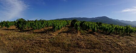The natural landscape of the Crimean vineyards.の写真素材