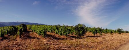 The natural landscape of the Crimean vineyards. Pの写真素材