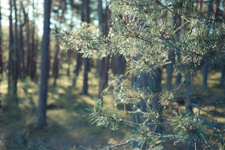 Pine branches in the web on a blurred background of coniferous forest.