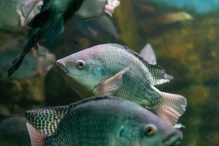 Aquarium fish on the background of artificial rocks and vegetation.の写真素材