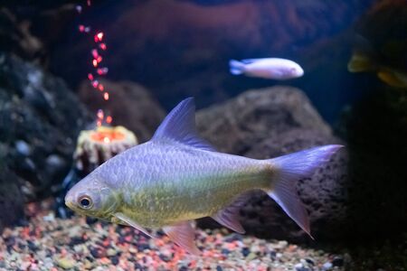 Aquarium fish on the background of artificial rocks and vegetation.の写真素材