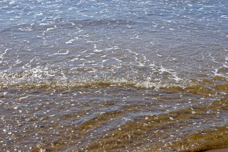Sea summer vacation background.Seashells on sand.の写真素材
