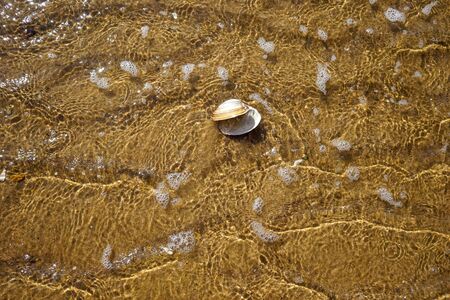 Sea summer vacation background.Seashells on sand.の写真素材