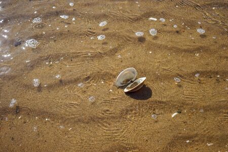 Sea summer vacation background.Seashells on sand.の写真素材