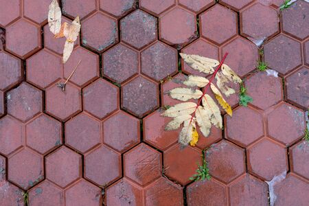 Background with leaves of mountain ash on a wet red pavement.の写真素材