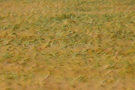 Wheat field. Agricultural field with different varieties of wheat, near Evpatoria. Cultivation of different varieties of grain cropsの写真素材