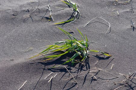 Grass on the background of black volcanic sand, Kamchatkaの写真素材