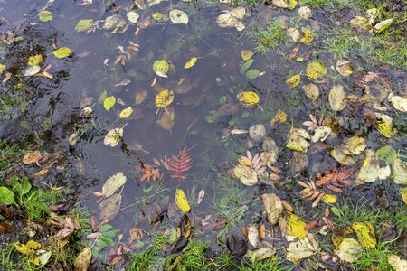 Natural background with a puddle of water and autumn leavesの写真素材