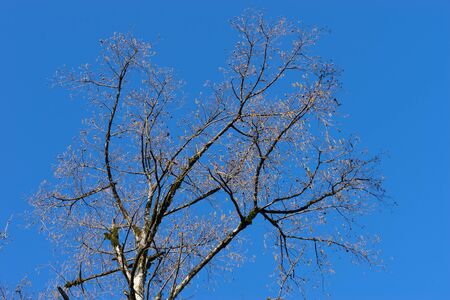 Tree branches without leaves against the blue skyの写真素材