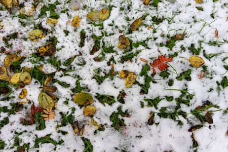 Natural background with yellow and red leaves on snowの写真素材