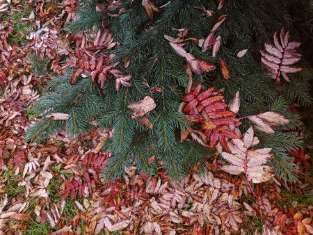 Natural autumn background with spruce branches on the background of red leaves of mountain ashの写真素材