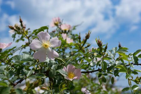 Pink wild rose flowers on background blue sky.の写真素材