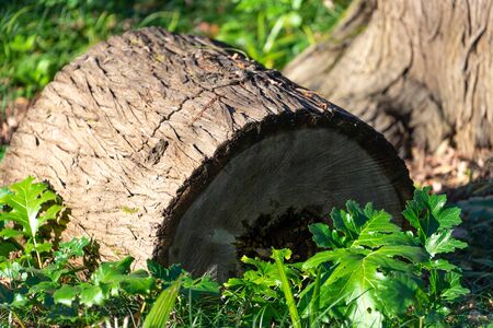 Wooden logs on the green grass. Natural background.の写真素材