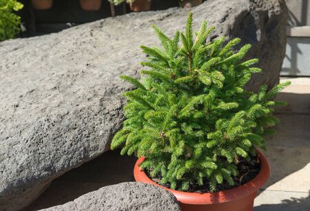 Green coniferous tree in a pot on the background of stones.の写真素材