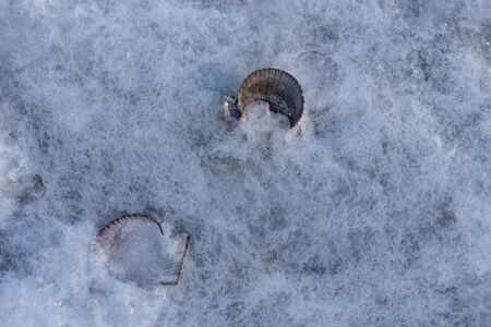 Scallop shells on a background of white iceの写真素材