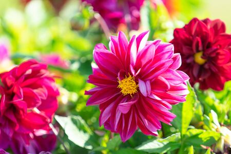 Floral background with pink dahlias on green background.の写真素材