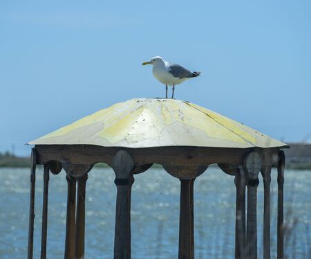 Natural landscape with a view of a Seagull sitting on a gazebo.の写真素材