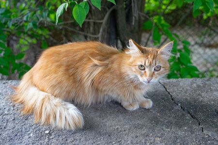 Red cat on the background of a natural Park.の写真素材