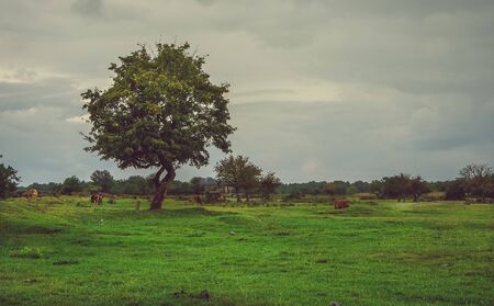 Rural landscape with views of nature and pasture with cowsの写真素材