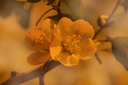 Close-up of a flowering branch in yellow.の写真素材