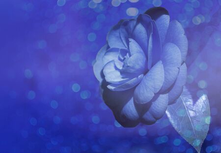 Blue Magnolia flower on blurred background with bokeh.の写真素材