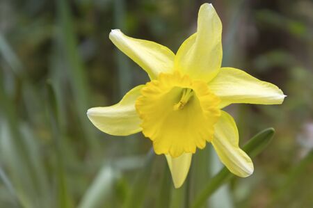 Natural background with yellow Narcissus flower on grassの写真素材