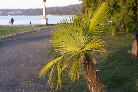 Landscape with palm tree in southern city.の写真素材