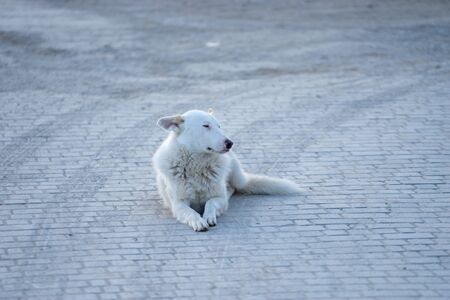 Portrait of a white dog lying on the pavement.の写真素材