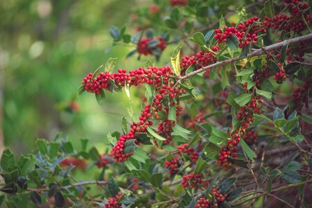 Plant background of branches and berries of Holly. Beauty of natureの写真素材
