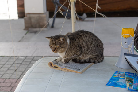 Balaklava, Crimea-October 19, 2017: A tabby cat on a table with guidebooks and a loudspeaker.のeditorial素材