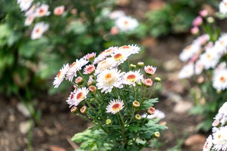 Chrysanthemum flowers on a blurred background.の写真素材