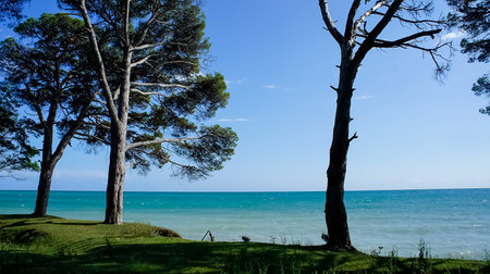 Natural landscape with pine trees on the background of the sea.の写真素材