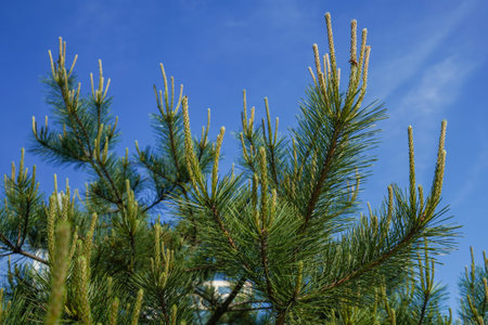 Natural background with pine branches against the sky.