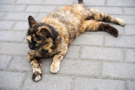 Portrait of a tricolor cat lying on the sidewalk.の写真素材