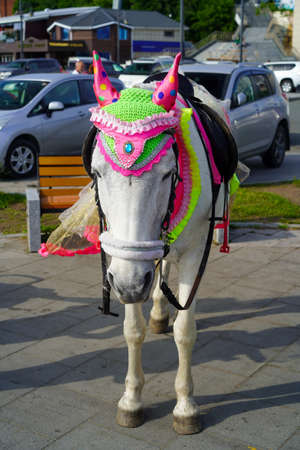 Vladivostok, Russia-July 6, 2020: Urban landscape with horses in colorful costumes.のeditorial素材