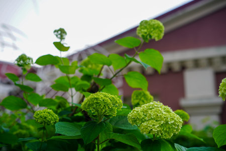 Green hydrangea against a brick wall.