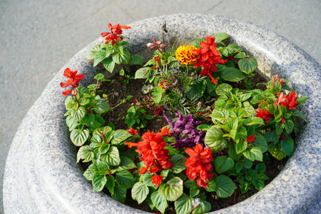 Stone flower vase with flowering plants on a gray background