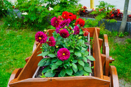 Red dahlias on a flower bed in the garden.の写真素材
