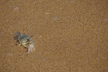 Natural background with a small crab on a background of yellow sea sandの写真素材