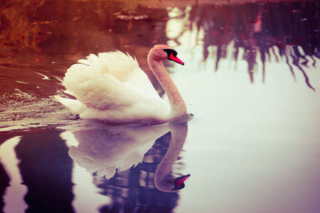 Graceful Swan in the pond.の写真素材