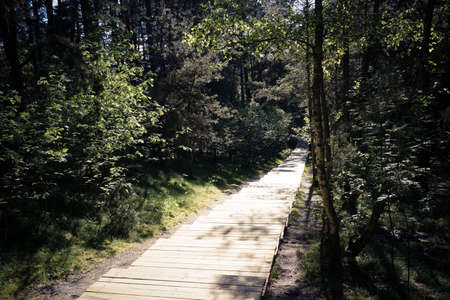 wooden footpath in the forest in the nature reserve of the Curonian spitの写真素材