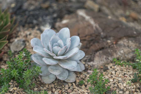 Natural background with beautiful succulent gray-green color on stony groundの写真素材