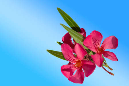 Isolated pink oleander flower on a blue background.の写真素材