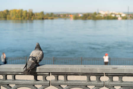 Portrait of a pigeon on the background of the embankment and river. Irkutsk, Russia.の写真素材