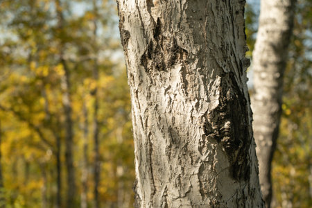 Natural background with a view of a tree trunk on a blurred background of yellow leaves